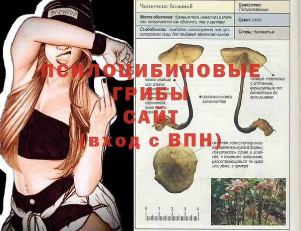 шишки Братск